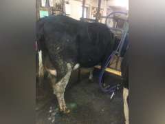 Fresh 2-15 1st Lact Sire: MEASEL