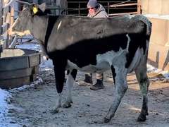 Dry & Dry Treated Due 4-13 to Porter w/ 2nd Calf Sire: Pesky (3/3/3/3/3)