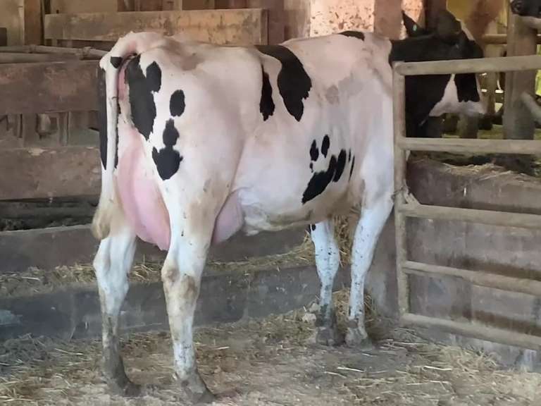 Fresh 4-5 Mkg 54# 3 2.9 SCC-76K 1st Lact (3/3/3/3/3) | Stone Road Snover, MI