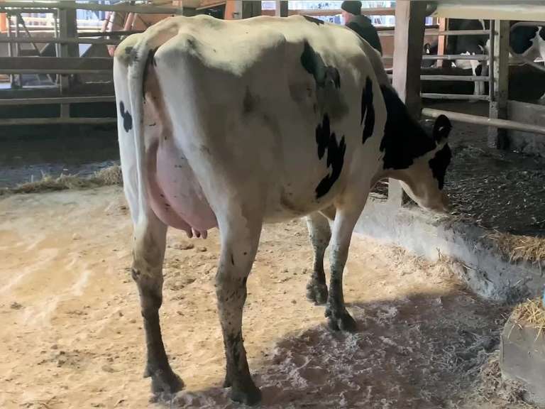 Fresh 4-9 Mkg 99# 4 2.9 SCC-13K 1st Lact (3/3/3/3/3) Reverse Tilt | Stone Road Snover, MI