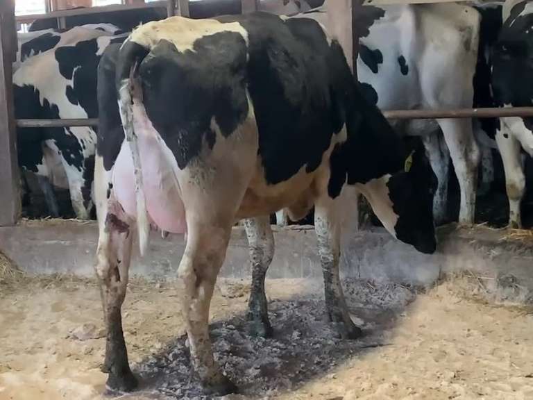 Fresh 3-26 Mkg 76# 3.2 2.8 SCC-14K 1st Lact S: BAYONET (4/3/3/3/3) SL Udder Sore | Stone Road Snover, MI