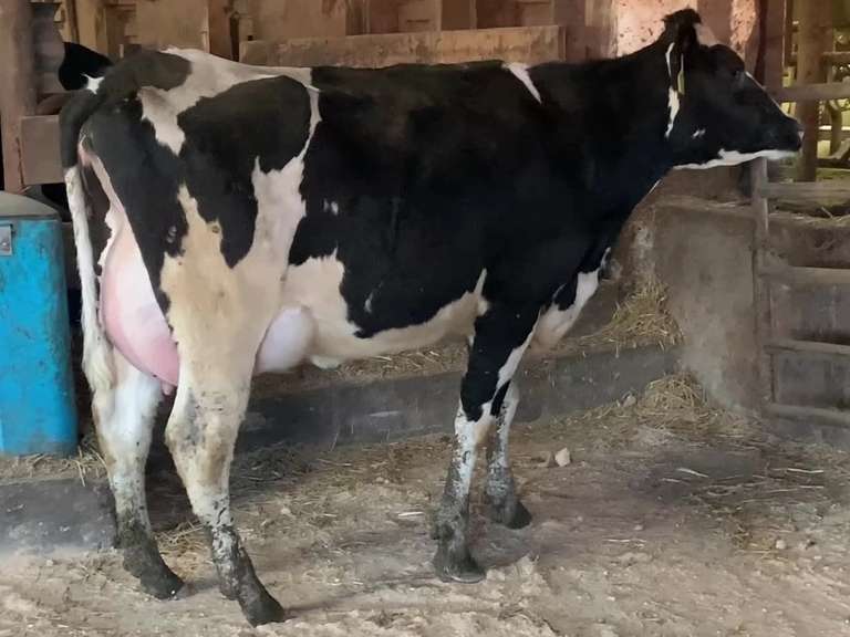 Fresh 4-17 Mkg 76# 2.8 2.9 SCC-132K 1st Lact (3/3/3/3/3) | Stone Road Snover, MI