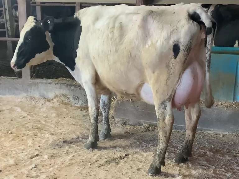 Fresh 4-5 Mkg 88# 3.5 3 SCC-93K 1st Lact S: PREMIUM (3/3/3/3/3) | Stone Road Snover, MI