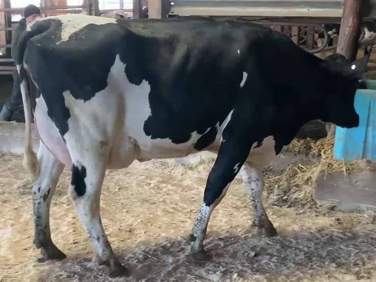 Fresh 4-16 Mkg 90# 3.4 3.4 SCC-19K 1st Lact (4/3/3/3/3) 4 STAR | Stone Road Snover, MI