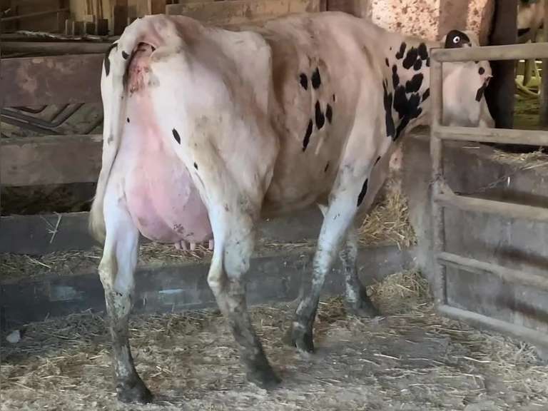 Fresh 4-5 Mkg 82# 3.1 2.7 SCC-566K 1st Lact (3/3/3/3/3) | Stone Road Snover, MI