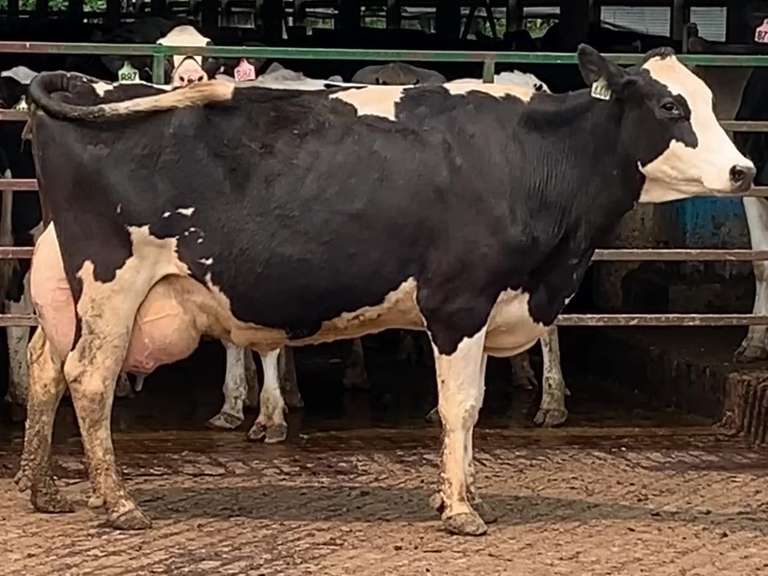 Fresh 4-4 Mkg 104 3.3 3 SCC 19 K 4th Lact Due 3-20 To 7AN578 (ANGUS) Sire: 1HO8784 FREDDIE [ 3 3 3 3 3 ]