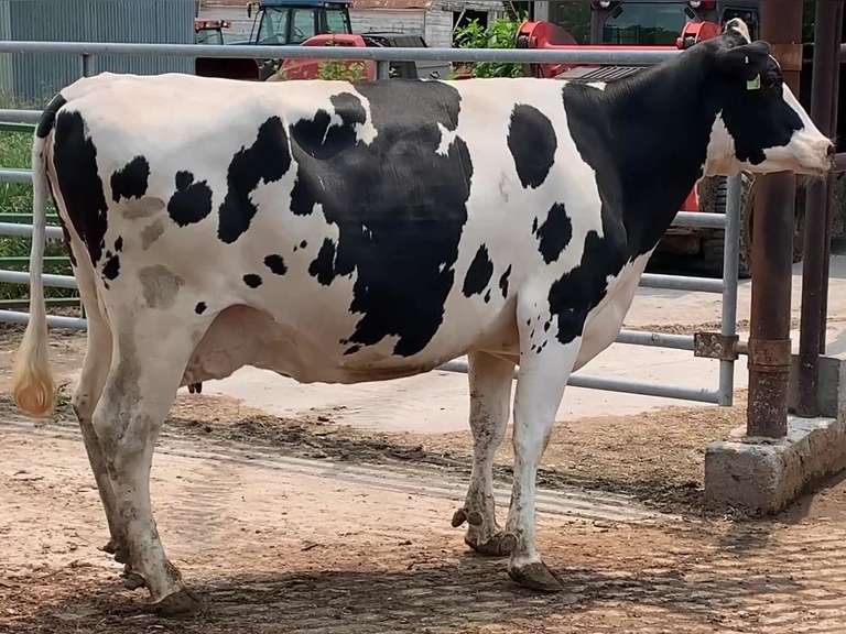 Dry Due 8-12 to 200H10906 SUMRSHDE Coming 4th Calf Lact Avg SCC-0.5 Sire: 1HO9800 ERDMAN [ 3 3 3 3 4 ]