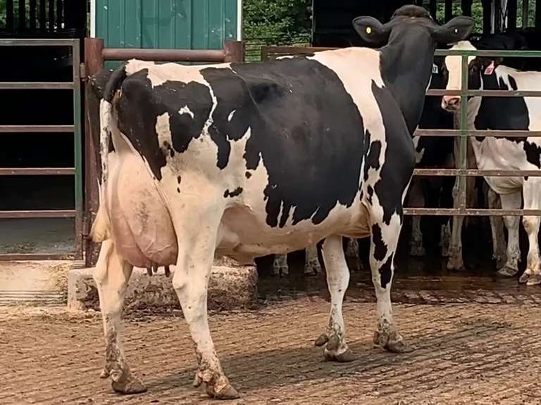 Fresh 4-9 Mkg 98 3.9 2.7 SCC 13 K 4th Lact Bred 7-8 To 7KB2 (WAYGU) Sire: 7HO9222 SHOT [ 3 2 2 3 3 ]