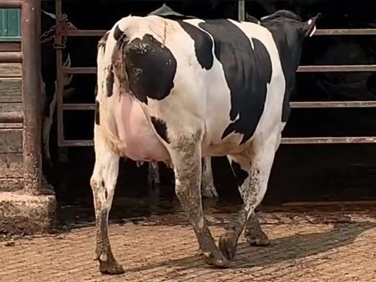 Fresh 6-24      1st Lact     Sire: 507H12600 MODESTY [ 4 3 3 3 3 ]