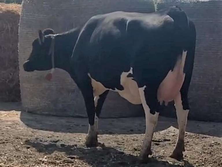 Fresh  7/29/21                Lact 1               Sire 7H12533    Mgs   7H11524    { 3 3 3 3 4 } Fresh Heifer