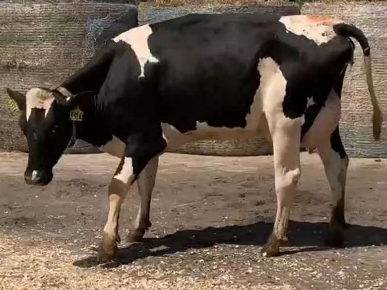 Fresh  6/18/21  Milk 77  Fat 2  Pro 2.8   SCC(K) 13   Lact 1       Peak 91   EC305 25630   Sire 11H12237   Mgs   11H10845   { 3 3 2 3 3 } Strait Leg