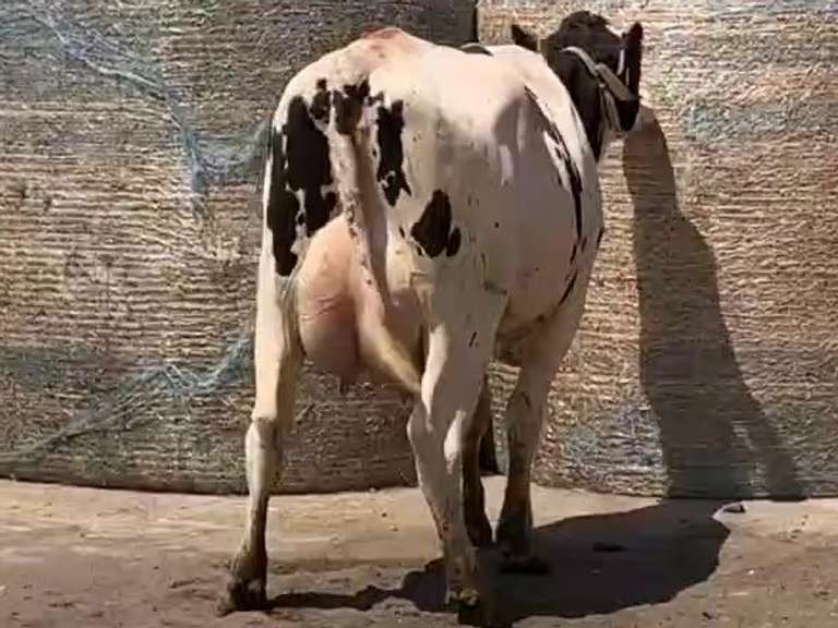 Fresh  6/17/21  Milk 101  Fat 2.7  Pro 2.8   SCC(K) 13   Lact 1       Peak 110   EC305 27740   Sire 7H12533    Mgs   11H11758   { 5 3 3 3 4 } Google Eyes