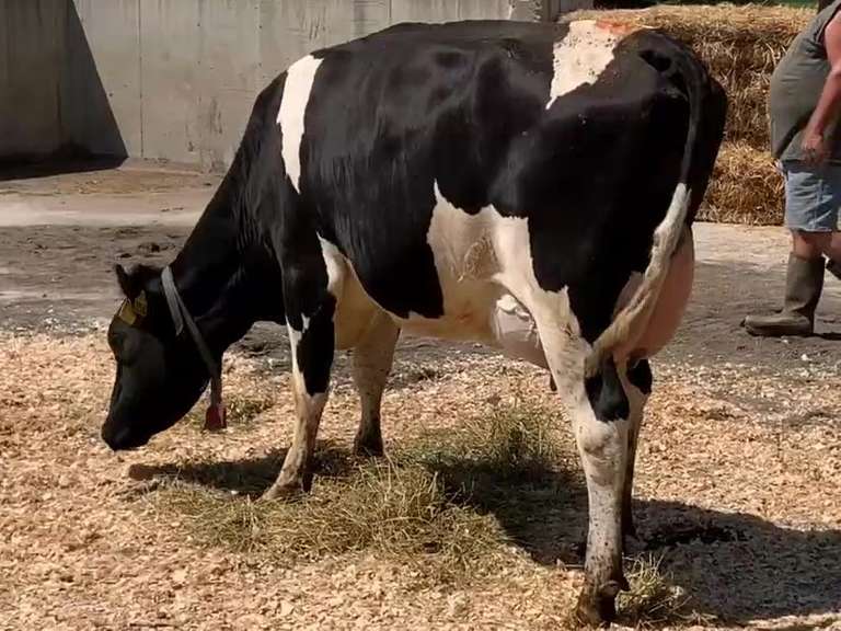 Fresh  6/15/21  Milk 94  Fat 2.3  Pro 2.7   SCC(K) 33   Lact 1       Peak 98   EC305 29540   Sire 11H12204   Mgs   7H11573    { 4 3 2 3 3 } Rev Tilt, Starit Legs