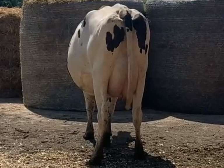 Fresh 10/20/20  Milk 77  Fat 4  Pro 3   SCC(K) 152   Lact 1   Due 11/18/21  to 11H15235   Peak 97   EC305 35420   Sire 11H11478   Mgs   11H11040   { 5 4 4 4 3 } 5 STAR