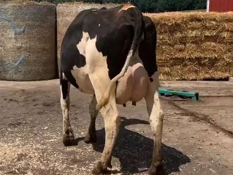 Fresh 12/18/20  Milk 100  Fat 3.4  Pro 3.1   SCC(K) 13   Lact 1       Peak 101   EC305 37140   Sire 11H11973   Mgs   7H10640    { 4 3 4 3 3 } Slight Wide Frt Teats