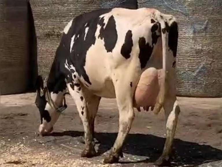 Fresh  5/19/21  Milk 89  Fat 4.1  Pro 2.9   SCC(K) 23   Lact 1   Bred  7/29/21  to 11H15388   Peak 100   EC305 30130   Sire 7H13302    Mgs   11H11676   { 4 3 3 2 3 } 4 On Udder!