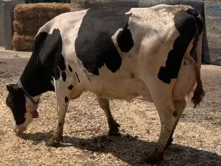 Fresh  2/ 2/21  Milk 113  Fat 3.3  Pro 2.8   SCC(K) 71   Lact 2   Due  1/20/22  to 11H15053   Peak 129   EC305 33950   Sire 11H11758   Mgs   11H11040   { 3 3 3 3 3 } Rev Tilt