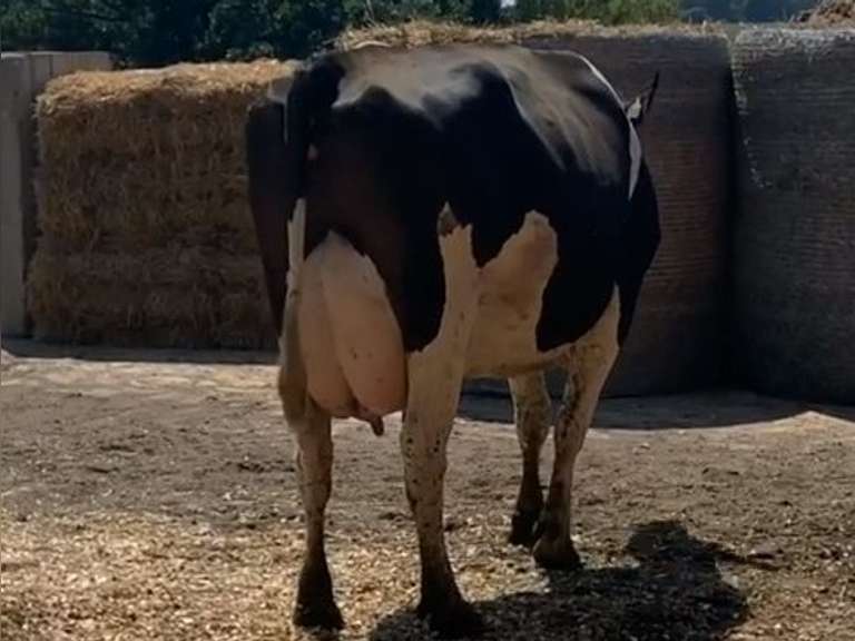 Fresh 11/21/20  Milk 79  Fat 4.2  Pro 2.9   SCC(K) 230   Lact 1   Due 11/11/21  to 11H15053   Peak 110   EC305 34610   Sire 11H11737   Mgs   11H11248   { 3 3 4 3 4 } Rev Tilt, Big LF 1/4