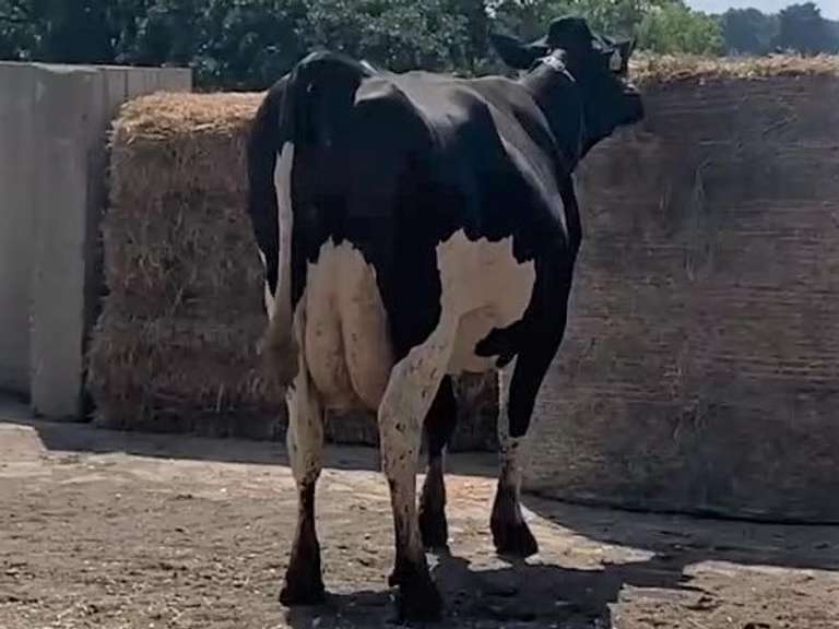 Fresh  9/20/20  Milk 68  Fat 5.4  Pro 3.4   SCC(K) 214   Lact 2   Due 11/11/21  to 11H15329   Peak 123   EC305 39280   Sire 7H11524    Mgs   7H10640    { 3 3 3 4 3 } Close Teats