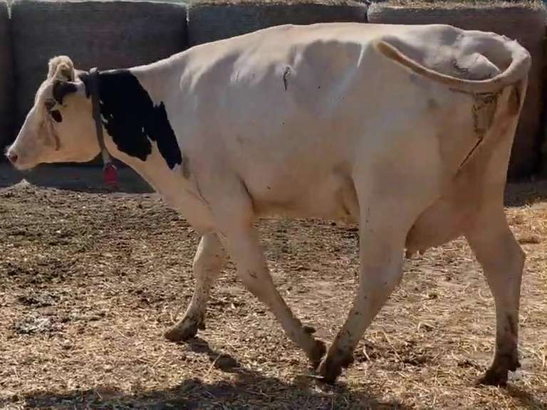 Fresh  7/30/21                Lact 1               Sire 11H12204   Mgs   11H11290   { 3 3 3 3 4 } Fresh Heifer