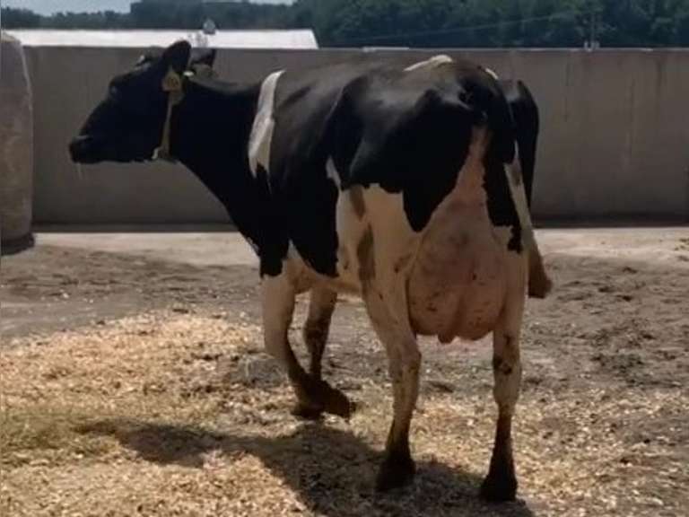 Fresh  2/22/21  Milk 112  Fat 3.2  Pro 3.3   SCC(K) 566   Lact 2   Due  2/10/22  to 11H15235   Peak 124   EC305 35310   Sire 11H11669   Mgs   11H11127   { 3 3 3 3 2 } High SCC