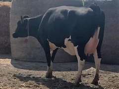 Fresh  7/29/21                Lact 1               Sire 7H12533    Mgs   7H11524    { 3 3 3 3 4 } Fresh Heifer