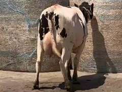 Fresh  6/17/21  Milk 101  Fat 2.7  Pro 2.8   SCC(K) 13   Lact 1       Peak 110   EC305 27740   Sire 7H12533    Mgs   11H11758   { 5 3 3 3 4 } Google Eyes