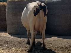 Fresh 10/20/20  Milk 77  Fat 4  Pro 3   SCC(K) 152   Lact 1   Due 11/18/21  to 11H15235   Peak 97   EC305 35420   Sire 11H11478   Mgs   11H11040   { 5 4 4 4 3 } 5 STAR