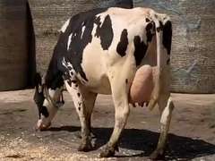 Fresh  5/19/21  Milk 89  Fat 4.1  Pro 2.9   SCC(K) 23   Lact 1   Bred  7/29/21  to 11H15388   Peak 100   EC305 30130   Sire 7H13302    Mgs   11H11676   { 4 3 3 2 3 } 4 On Udder!