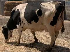 Fresh  2/ 2/21  Milk 113  Fat 3.3  Pro 2.8   SCC(K) 71   Lact 2   Due  1/20/22  to 11H15053   Peak 129   EC305 33950   Sire 11H11758   Mgs   11H11040   { 3 3 3 3 3 } Rev Tilt