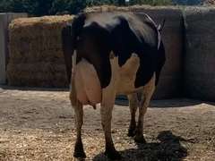 Fresh 11/21/20  Milk 79  Fat 4.2  Pro 2.9   SCC(K) 230   Lact 1   Due 11/11/21  to 11H15053   Peak 110   EC305 34610   Sire 11H11737   Mgs   11H11248   { 3 3 4 3 4 } Rev Tilt, Big LF 1/4