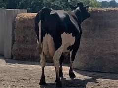 Fresh  9/20/20  Milk 68  Fat 5.4  Pro 3.4   SCC(K) 214   Lact 2   Due 11/11/21  to 11H15329   Peak 123   EC305 39280   Sire 7H11524    Mgs   7H10640    { 3 3 3 4 3 } Close Teats