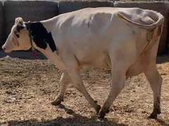 Fresh  7/30/21                Lact 1               Sire 11H12204   Mgs   11H11290   { 3 3 3 3 4 } Fresh Heifer