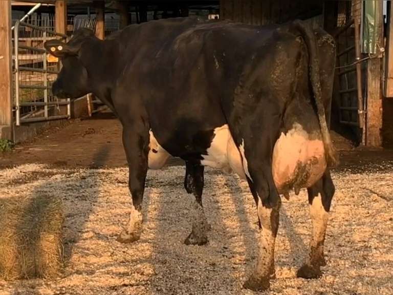 UPDATE Bred 9-9 14H7418 | Fresh 5-7 Mkg 107# 4.3 2.6 SCC-13K 5th Lact Bred 8-23 | 5 5 3 5 2 |