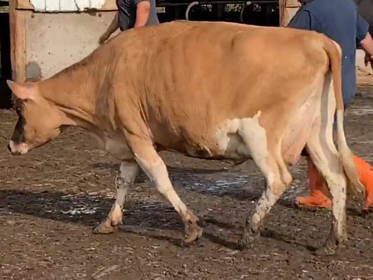 Dry & Dry Treated Due 11-15  Coming 3rd Calf |3 3 3 3 4 11 |Reverse Tilt