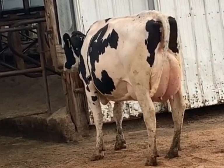Fresh 6-29-21  Milk 108 3.3%F 2.8%P 71 SCC (K) Lact 1     305me 30947  Sire 29HO17944  Mgs 29HO13363 | 4 3 3 3 3 12 Y | 4 STAR Uddr | Slight RT & WFT