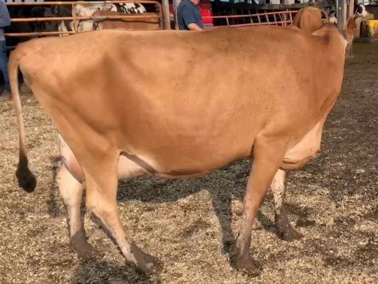 Dry & Dry Treated Due 9-15  Coming 3rd Calf | 3 3 3 4 3 12 |