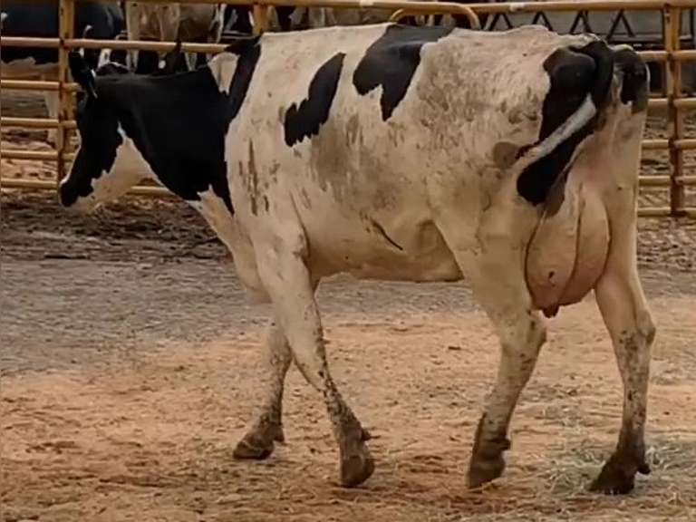 Fresh 12-15-20  Milk 64 4.2%F 3.5%P 115 SCC (K) Lact 3 Due 12-1 To 29HO19287 305me 30585  Sire 29HO14872  Mgs 29HO14615 | 3 3 4 3 3 12  |