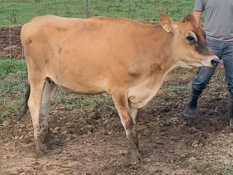 UPDATE Bred 9-3 14J1876 | Born: 4-25-20 S: Kingston | A2A2