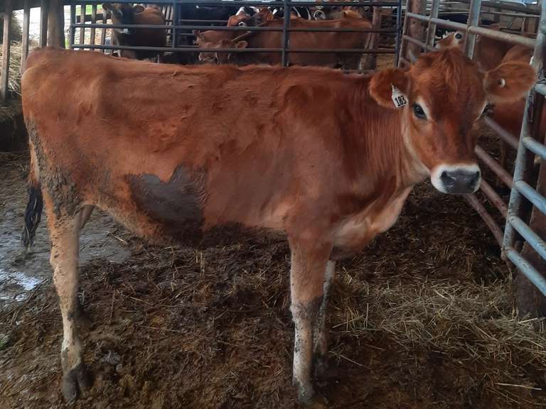 Open Heifer Born: 8-23-30 S: Disco