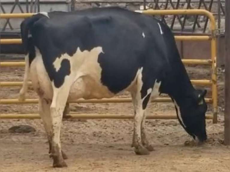 UPDATE Bred 9-29 29H19426 | Fresh 2-12-21  Milk 86 4.5%F 3.5%P 44 SCC (K) Lact 3 305me 26259  Sire 29HO16319  Mgs 29HO14450 | 4 3 4 3 2 13 Y | 4 STAR-Slight Reverse Tilt