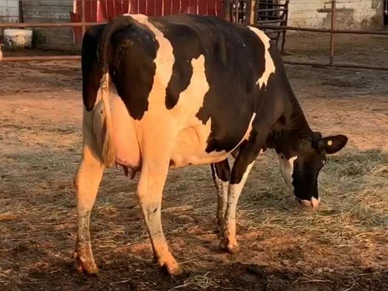 Fresh 1-10-21  Milk 76 3.9%F 3.2%P 35 SCC (K) Lact 1 Bred 9-18 To 29HO19287 305me 21533  Sire 29HO18108  Mgs 29HO14427 | 3 3 3 3 3 12 Y | Slight Reverse Tilt