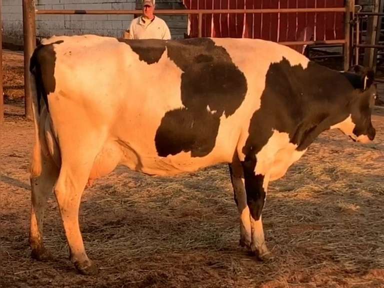 Fresh 11-9-20  Milk 78 5.3%F 3.5%P 23 SCC (K) Lact 1 Due 4-2 To 29HO19369 305me 27610  Sire 29HO18077  Mgs 529HO13383 | 3 4 4 3 4 12 Y | Slight Light Left Rear