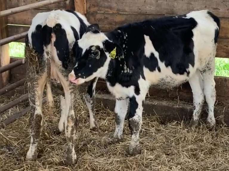 3 Holstein Open Heifers | Born 2-9 to 3-19, Est Weight 300# |  Have Some Ringworm | #2641 & #2635 POLLED | 2635  2637  2641