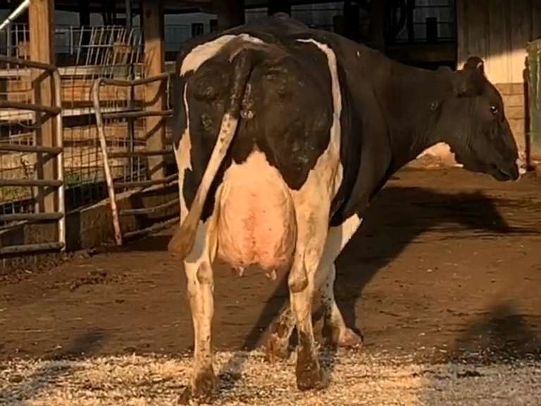 Dry & Dry Treated Due 11-11  Coming 5th Calf | 2 2 2 3 3 10 |