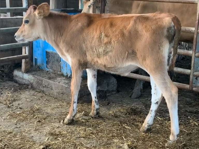 Open Heifer Born 5-22-21 A2A2 | UPDATE S: 7J1657 MIAMI