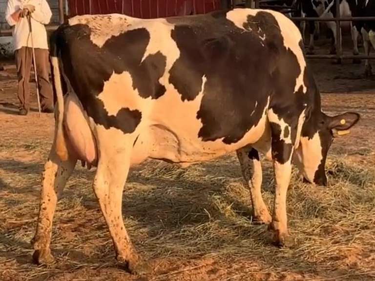 Dry & Dry Treated         Lact 1 Due 11-22 To INFOCUS 305me 39220  Sire 29HO18306  Mgs 29HO120 | 4 3 4 3 3 12 Y | 4 Star Udder-Reverse Tilt