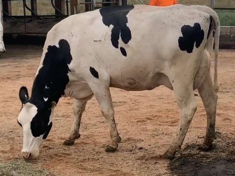 7 Preg 1st Lact Due in Janaury | Group Avg 80# Milk 50K SCC | Top Heifer 107# | 437 449 455 462 467 469 500