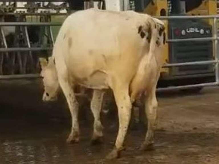 Fresh 12-6-20  Milk 100 5.5%F 3.2%P 23 SCC (K) Lact 1 Due 2-28 To INFOCUS 305me 31354   29HO18306  Mgs 29HO14450 | 3 4 4 3 3 13  | Slight Light Right Rear