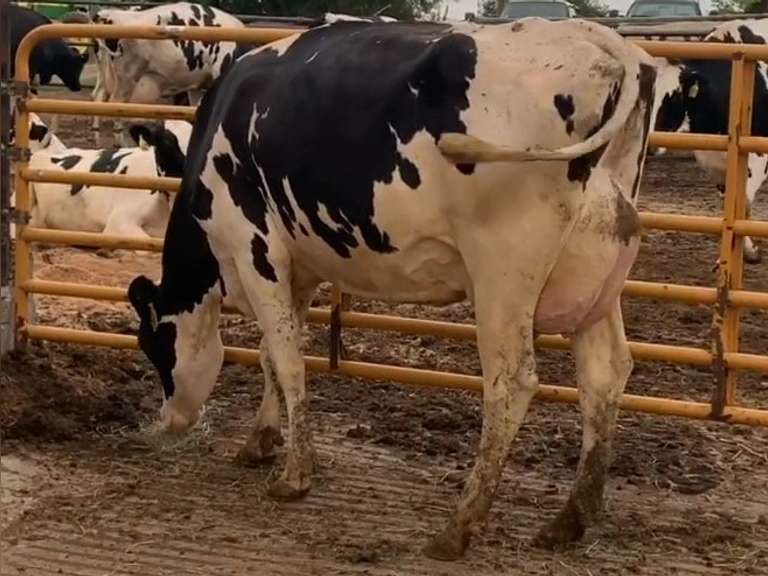 Fresh 2-23-21  Milk 116 5.6%F 3.3%P 187 SCC (K) Lact 1 Due 3-6 To 29HO19287 305me 34575  Sire 29HO18108  Mgs 29HO13363 | 4 4 4 3 3 12 Y | 4 STAR